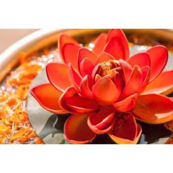 Lotus Plant8-5563949-15128.webp